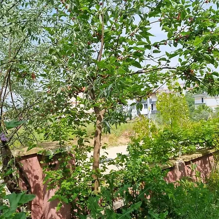 Rainfort Guemuesler Giris Деницли